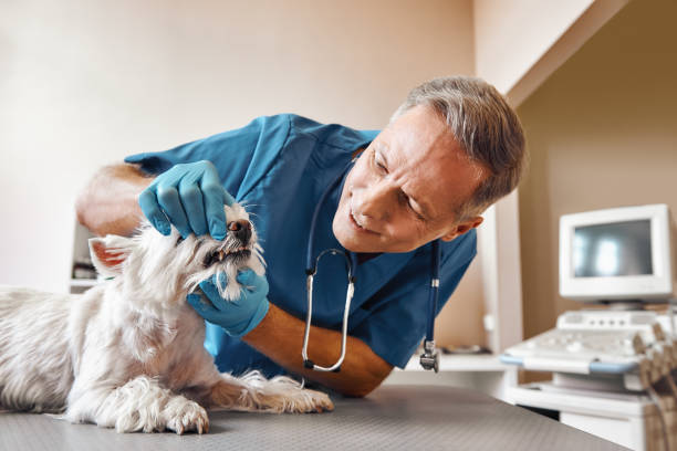 Best Emergency Treatment for Toothache in Westbrook, ME